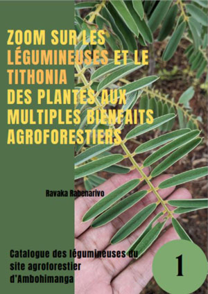 Zoom sur les légumineuses et le tithonia des plantes aux multiples bienfaits agroforestiers